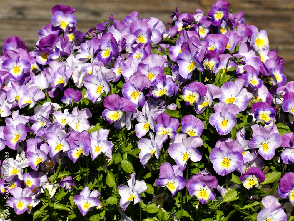 Flowering blue and white pansies Viola tricolor Flowering blue and white pansies Viola tricolor