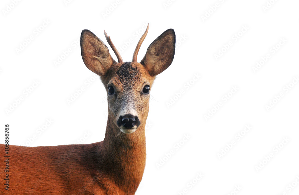 Close up of roe deer, isolated on white Close up of roe deer, isolated on white