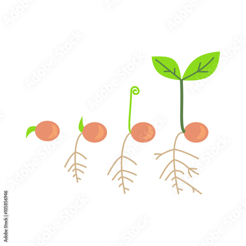 Timeline infographic of planting tree process