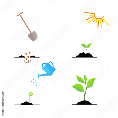 Timeline infographic of planting tree process