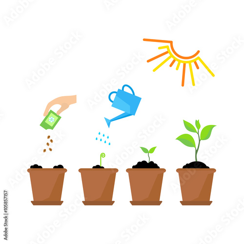 Timeline infographic of planting tree process