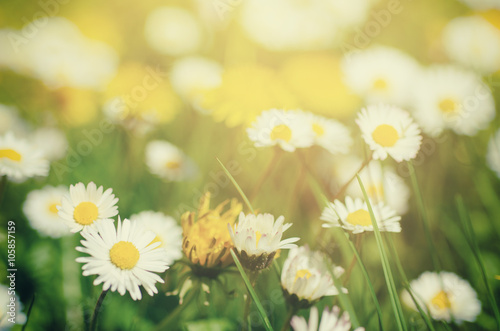 Wild camomile daisy flowers growing on green meadow  macro image with sunlight and copy space  holiday easter background