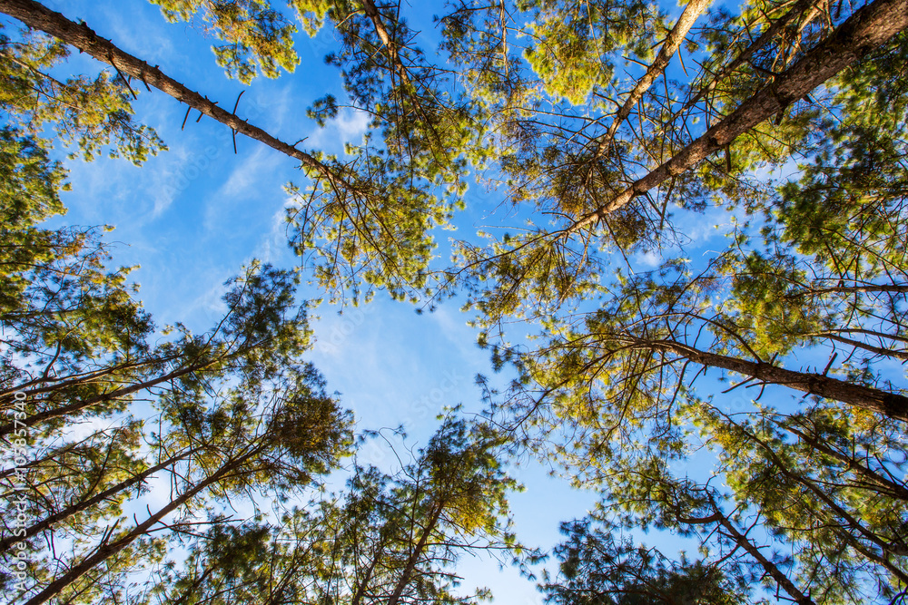 Obraz premium pine tree and forest and natural background.