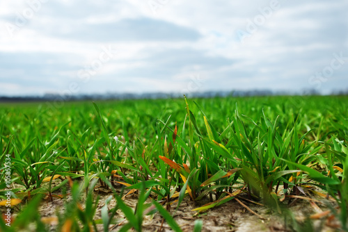 Young sprouts of wheat at a farmers field