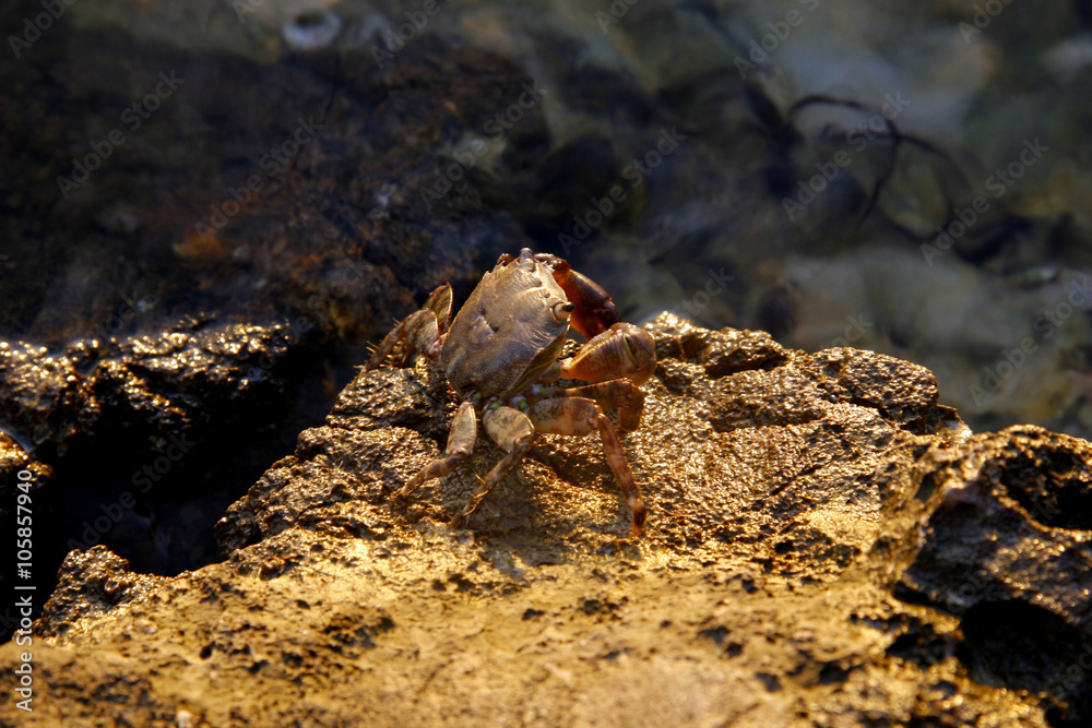 Pachygrapsus marmoratus or marbled rock crab