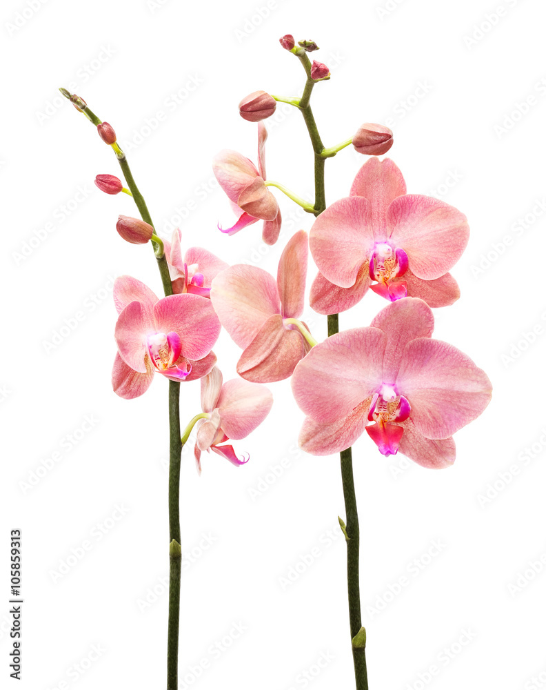Orchid flowers isolated on white background Orchid flowers isolated on white background