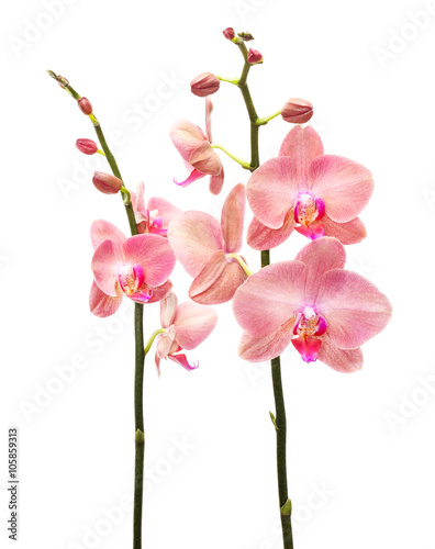 Fototapeta Naklejka Na Ścianę i Meble -  Orchid flowers isolated on white background