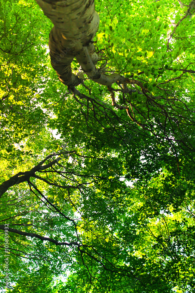 Fototapeta premium The trees