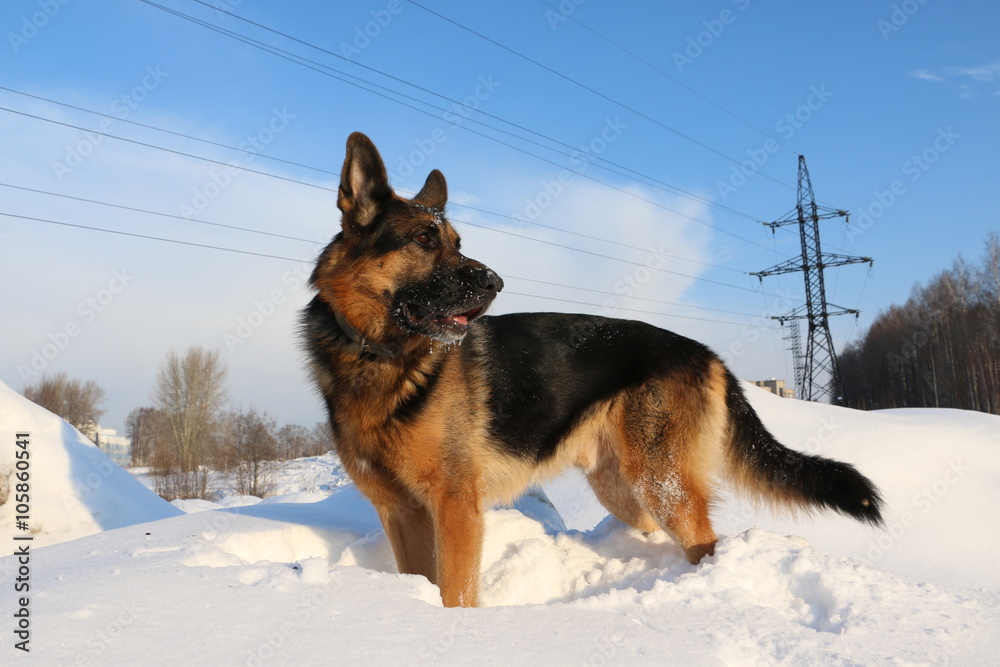 Dog german shepherd is on snow in winter day Dog german shepherd is on snow in winter day