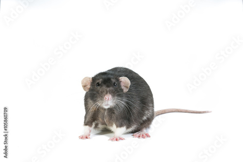 BlackRat_02