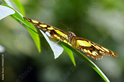 Malachitfalter (Siproeta stelenes  Synonym Metamorpha stelenes) photo