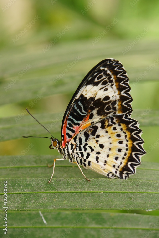 Naklejka premium Cethosia hypsea