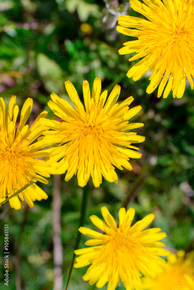 Yellow dandelions on blue sky background Yellow dandelions on blue sky background