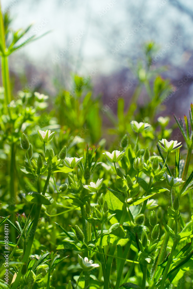 Flower meadow