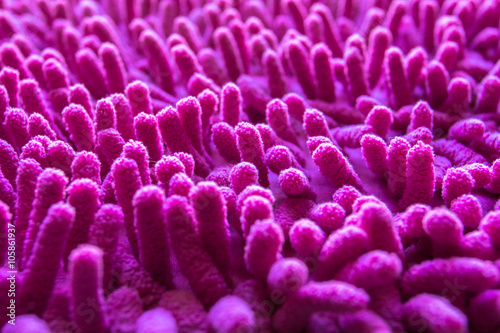 Pink carpet softness texture of doormat, close-up image
