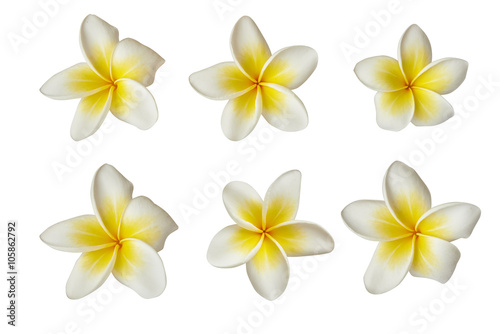 white frangipani flowers © kiboka