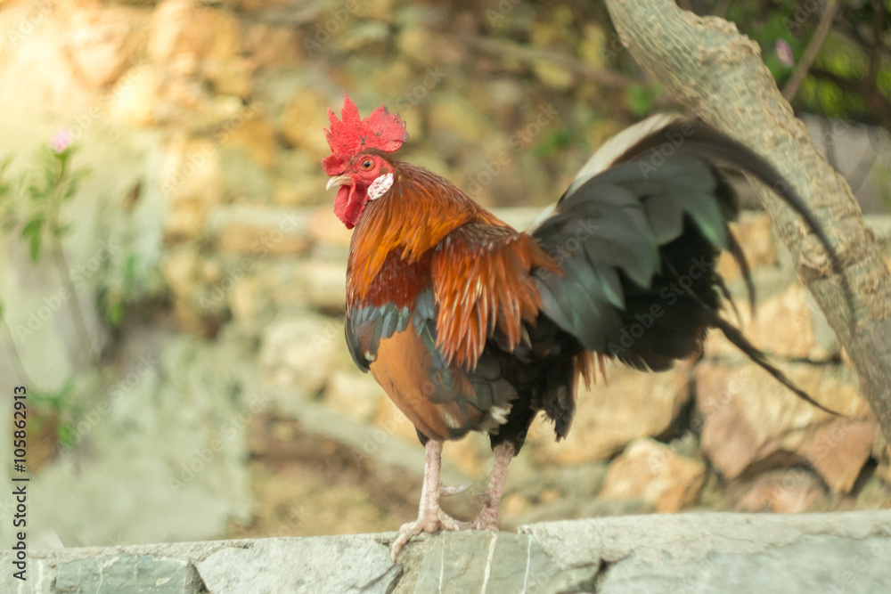 Soft focus on chicken heads and other parts blur . where the sun Soft focus on chicken heads and other parts blur . where the sun