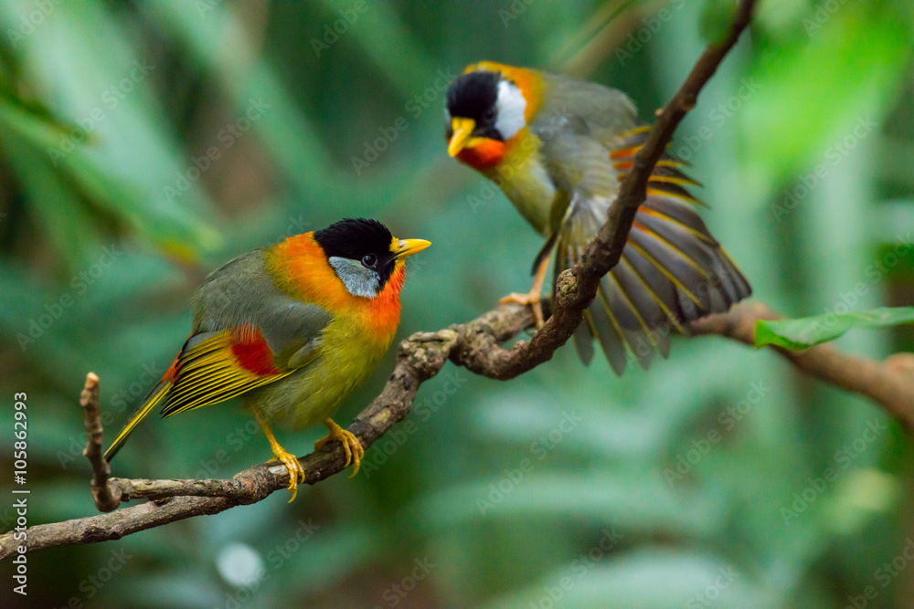 Naklejka premium Silver-eared Mesia (Leiothrix argentauris)