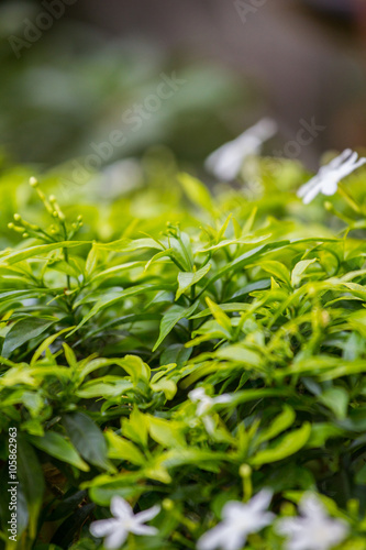 green leaf background.