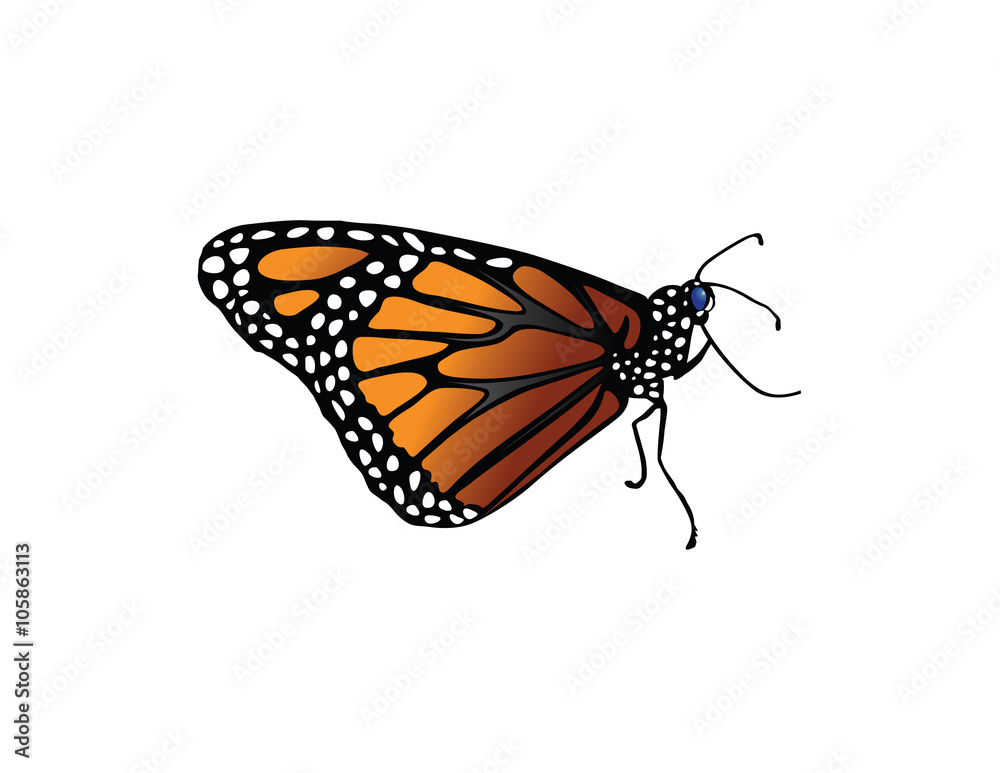 Obraz premium Monarch Butterfly 