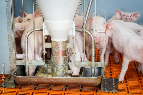 Ferkelaufzucht, Ferkel an einem Futterautomaten photo
