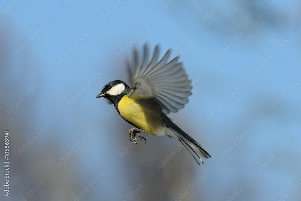 Flying Great tit against blue sky background Flying Great tit against blue sky background