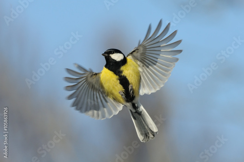 Flying Great tit against blue sky background