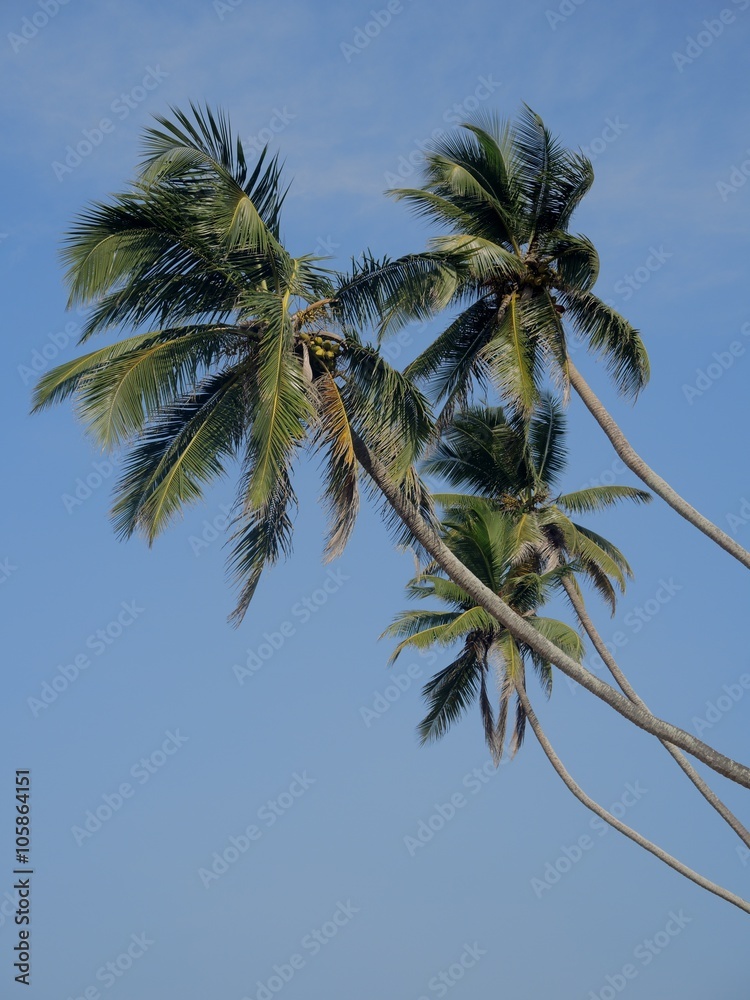 Coconut palms in the sky Coconut palms in the sky