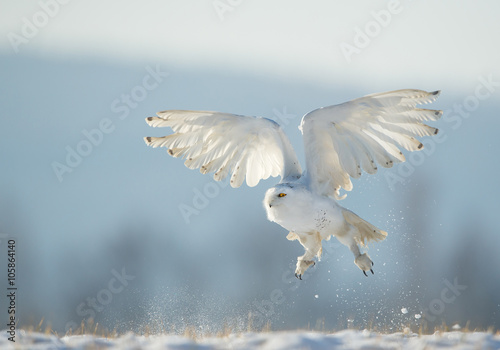 Snowy owl taking off from snowy plain, with clean blue background, Czech Republic, Europe