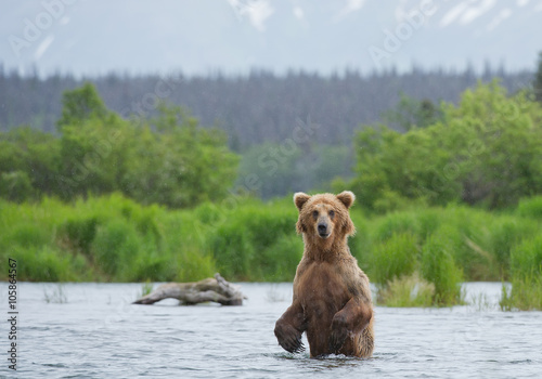 Grizzly bear standing in the river in rainy day, with green forest in background, Alaska, USA