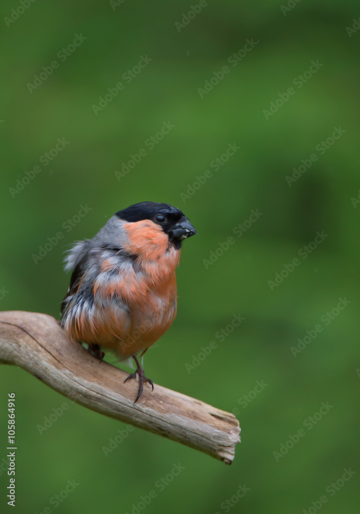 Fototapeta premium Eurasian bullfinch sitting on the branch in rainy day, with clean green background, Finland, Europe