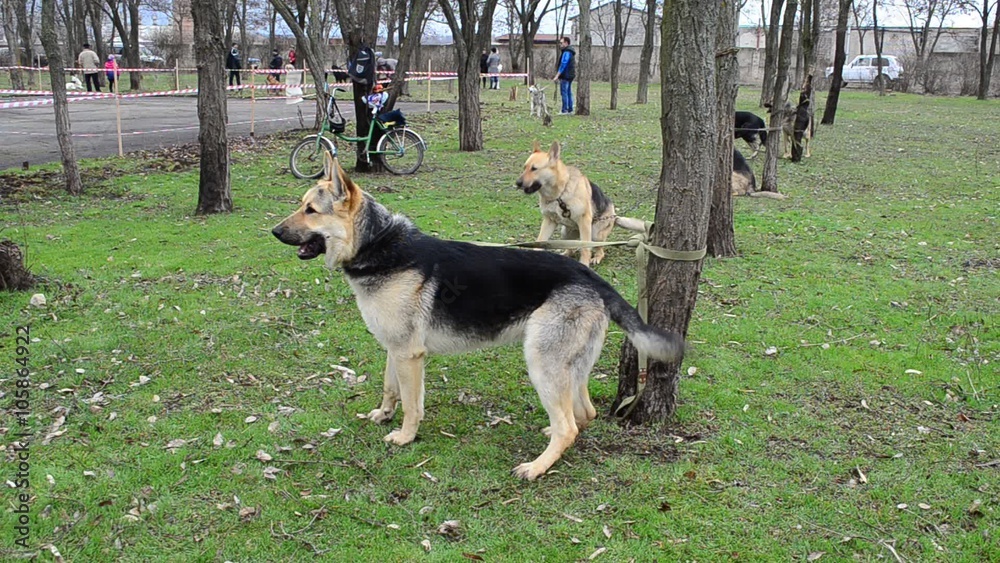 Dogs waiting for performance at an exhibition. Dogs waiting for performance at an exhibition.