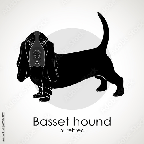 Dog breed Basset hound on a white background 2