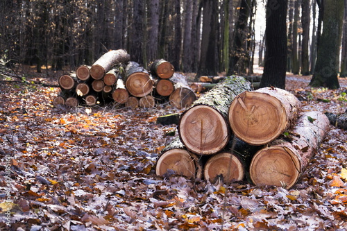 Cut down wood logs stack in autumn forest