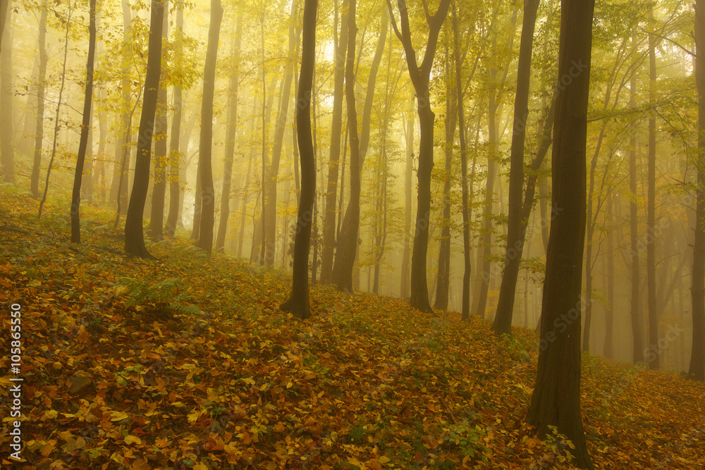 Obraz premium Autumnal Forest in Fog