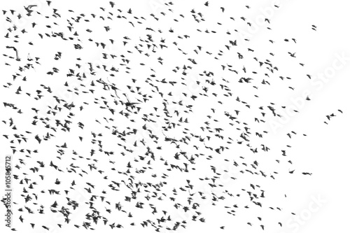 flock of birds isolated on a white background, Starling, Sturnus vulgaris with clipping path