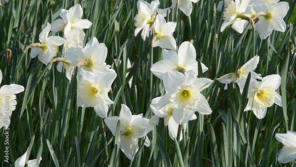 Narcisses blancs dans le parc de ville