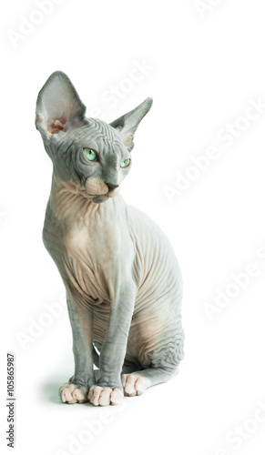 Canvas Print sphynx cat