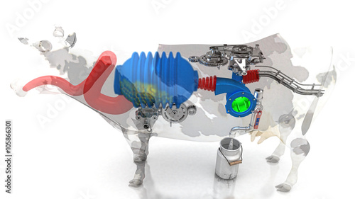 Schilderij op canvas Mucca, anatomia interna, digestione, stomaco, intestino, funzionamento,