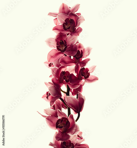 Fototapeta Naklejka Na Ścianę i Meble -  Vintage photo with orchid flowers