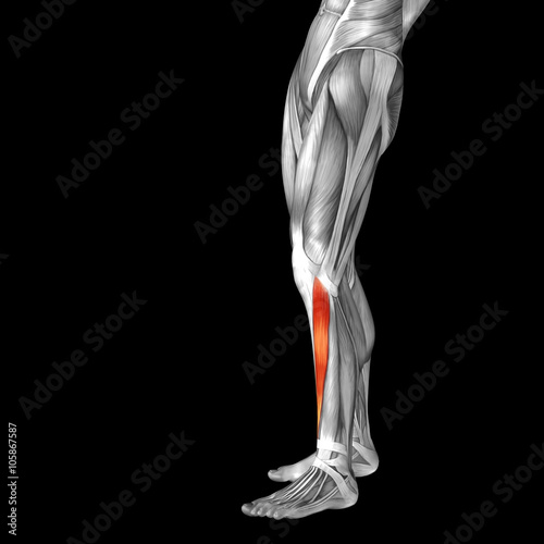 Conceptual 3D human front lower leg muscle anatomy
