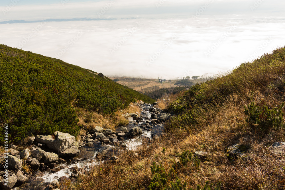 Beautiful view of mountain stream in summer