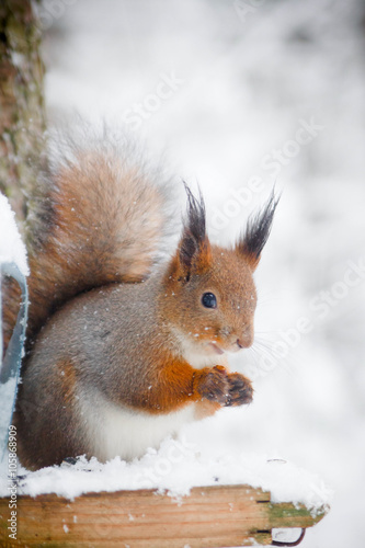                                        squirrel on branch in winter