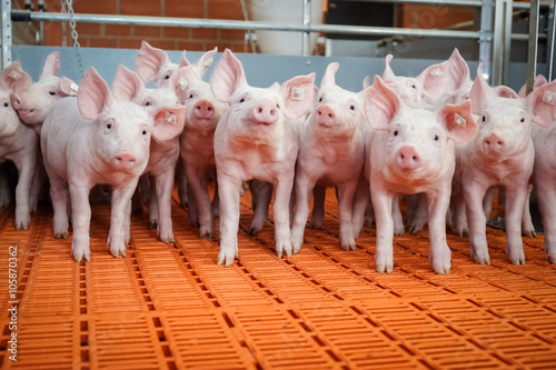 Schweinehaltung - niedliche Ferkelgruppe in einem modernen Ferkelstall