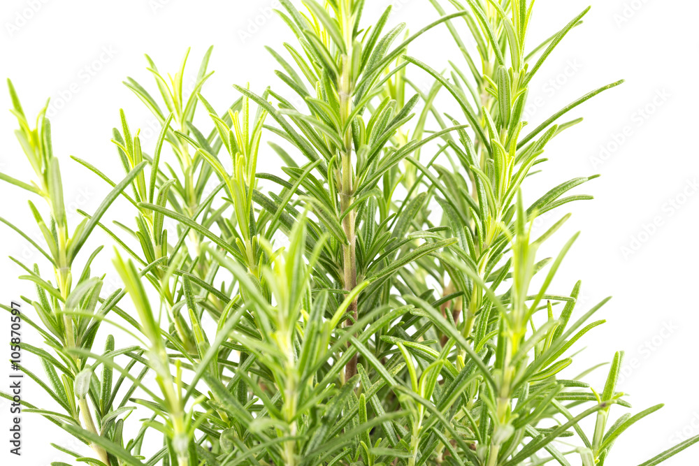 Branches of rosemary on a white background Branches of rosemary on a white background