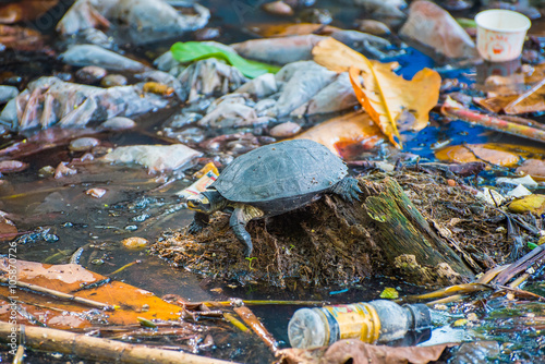 Photography Tortoise surrounded by polluted water