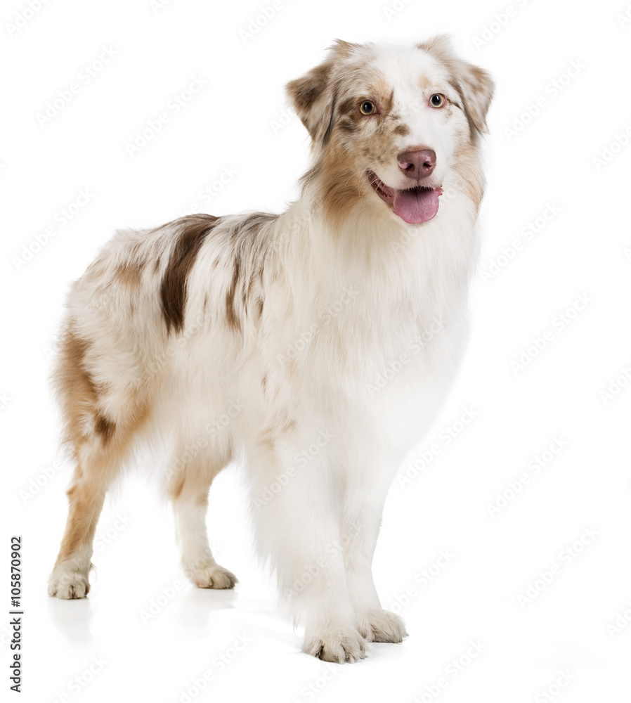 Australian shepherd on a white background in studio Australian shepherd on a white background in studio