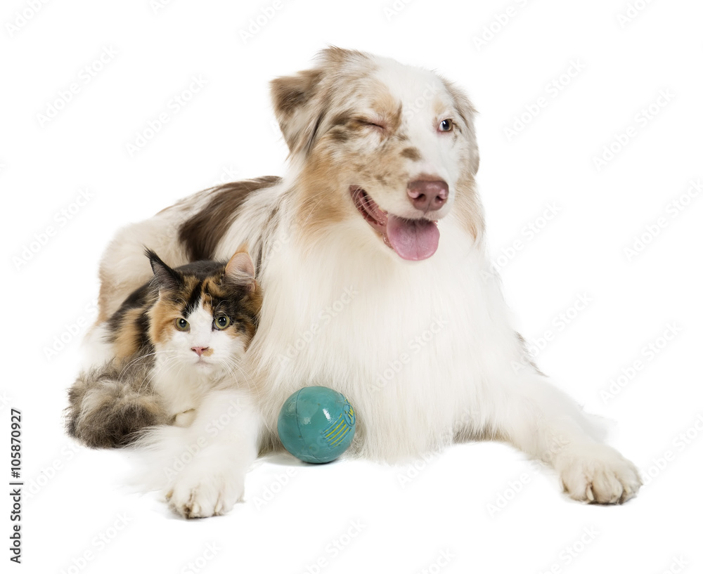 Kuril Bobtail and Australian Shepherd