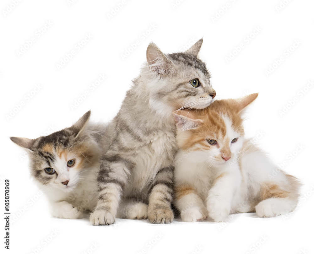 Kuril Bobtail on a white background in studio Kuril Bobtail on a white background in studio