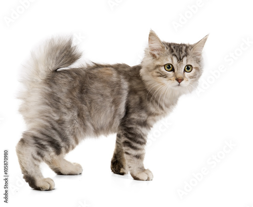 Kuril Bobtail on a white background in studio